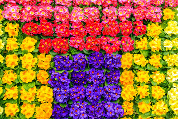 Fototapeta na wymiar Composition of living multicoloured bright colors