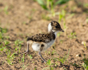 Young Lapwing (Vanellus vanellus) on the ground in field