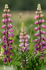 Lupin (Lupinus) flowers in the meadow