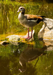 duck in a rock