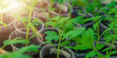 green seedling of young tomato growing on farmland under sunlight
