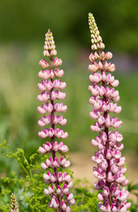 Lupin (Lupinus) flowers in the meadow