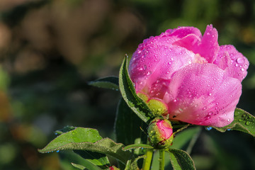 Pink peony bud in the rays of the morning spring sun. Flower in brilliant drops of dew. Gorgeous blurred green background.