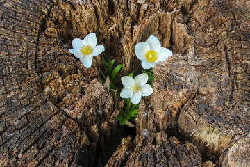 Small white flowers grow on a stump. Flowers on a wooden surface. Beautiful background of old wood