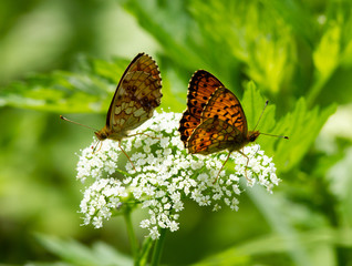 Small pearl-bordered fritillary (Boloria selene) on yarrow flower