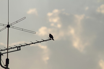 Amsel auf Antenne