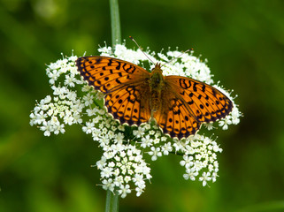 Obraz premium Small pearl-bordered fritillary (Boloria selene) on yarrow flower
