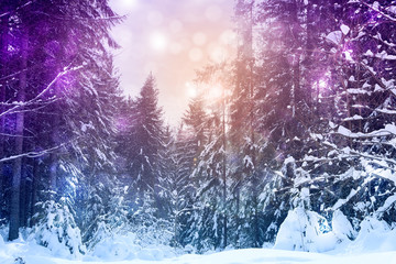 Picturesque view of snowy coniferous forest on winter day. Color tone