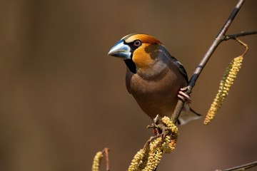 Male hawfinch, coccothraustes coccothraustes, sitting still on a hazel tree in blossom in springtime. Front view of a brown bird at sunset with copy space.