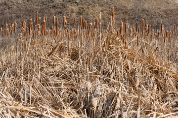 dry spring time cattail patch