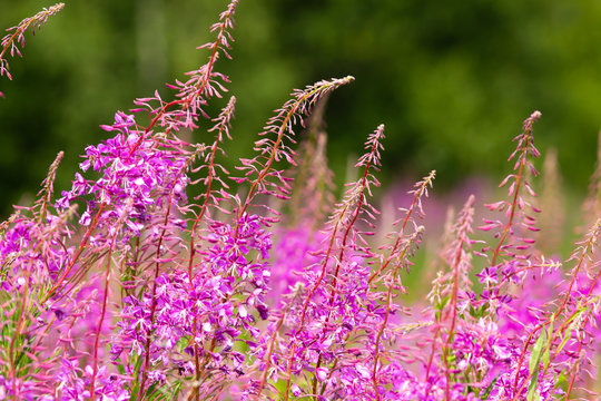 Blooming fireweed flowers in the field