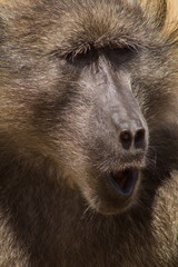 baboon screaming