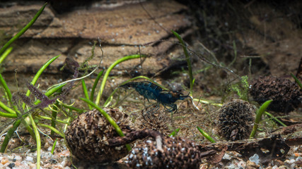 Neocaridina blue Topaz