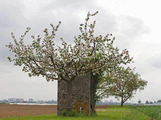Obstbaum