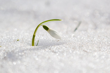 Snowdrops flowers in the snow, closeup