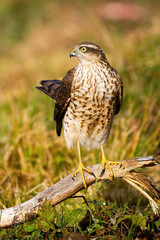 Adult eurasian sparrowhawk, accipiter nisus, female holding tail up in sunlight. Small bird of prey sitting on meadow from front view. Animal wildlife in vertical composition.