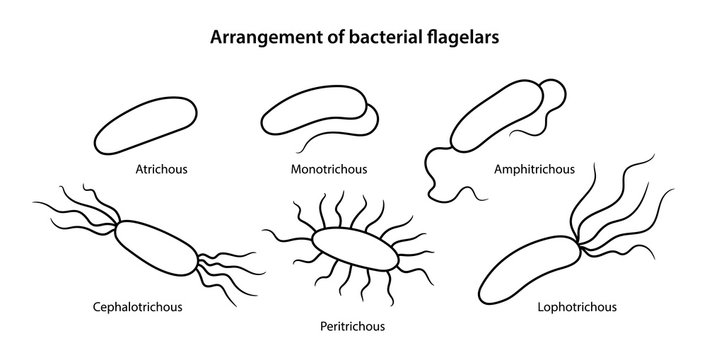 Arrangement of bacterial flagella. Microbiology. Various forms of flagellation with corresponding designations. Vector illustration in outline style isolated over white background.