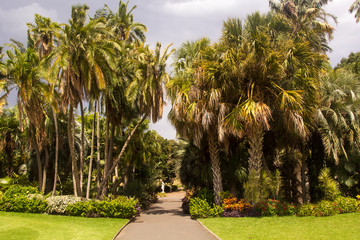 Palm trees in Royal Botanic Garden, Sydney, Australia