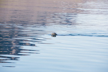 Seal swimming through Icelandic fjord