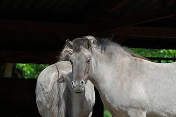 Tarpan