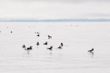 Puffins on Grimsey Island, North Iceland