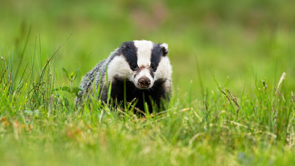 Sneaky european badger, meles meles, peeking out from horizon on a summer meadow. Wild animal with injured snout looking to camera from front view with copy space.
