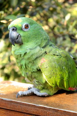 Obraz premium parrot on a branch
