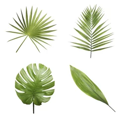 Photo sur Plexiglas Monstera Ensemble de différentes feuilles tropicales fraîches sur fond blanc