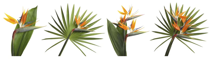 Deken met patroon Strelitzia Set met prachtige paradijsvogel tropische bloemen op witte achtergrond. Bannerontwerp