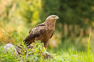 Curious lesser spotted eagle, clanga pomarina, sitting on a stump on glade in green summer nature. Majestic bird of prey with brown feathers on ground from front with copy space.