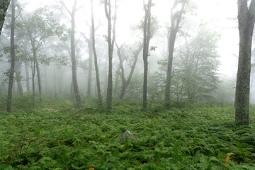 Lush foggy forest