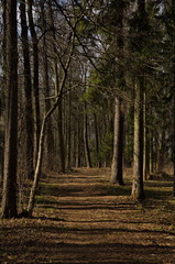 Alley in an abandoned spring park.