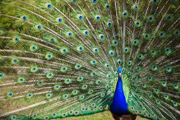 Fototapeta premium Peacock with majestic spreaded tail feathers filling the photograph