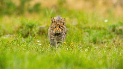 Fierce european wildcat, felis silvestris, hunting on a summer meadow in nature with copy space. Predator walking forward from front view and looking intensely with green eyes © WildMedia