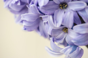 Blue star Hyacinth flowers. Macro. Soft focus. Spring nature background