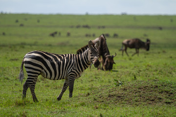 Zebra grazing on grass with a herd of wildebeest on the Masai Mara in Kenya