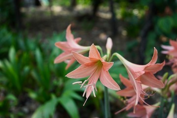 Pink Amaryllis flower blooms in garden.  