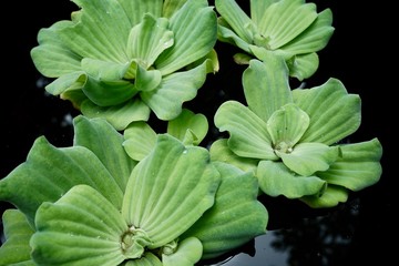 Close up Water lettuce in black water.  