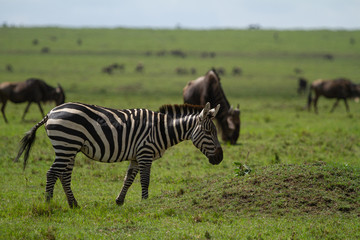 Zebra grazing on grass with a herd of wildebeest on the Masai Mara in Kenya