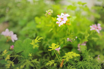 Pink flowers with leaves and blurred background, soft focus