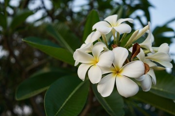 Plumeria flowers blooms in garden.
