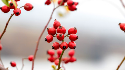 Rosehip branch with ripe fruits on blurred background_