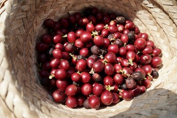 red berries coffee beans in Straw hat