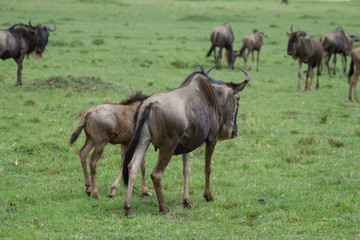 Fototapeta premium Wildebeest