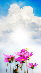 Pink flowers cosmos on the sky background. Vertical format_