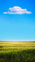 Field with green wheat in ripening period and sky with clouds above the field. Vertical format_