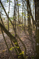 forest in spring