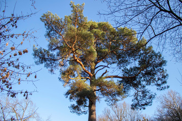 Pine tree in the forest park