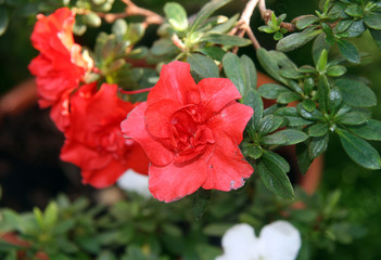 Red, blooming Azalea in a green garden. Red flower. Azalea red. 