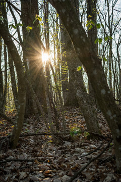rays of sun in the forest